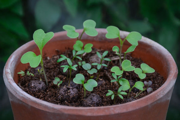 Seedballs - Bee Mix Tin - Contains 20 Seed Balls - Best Scattered in Spring or Autumn