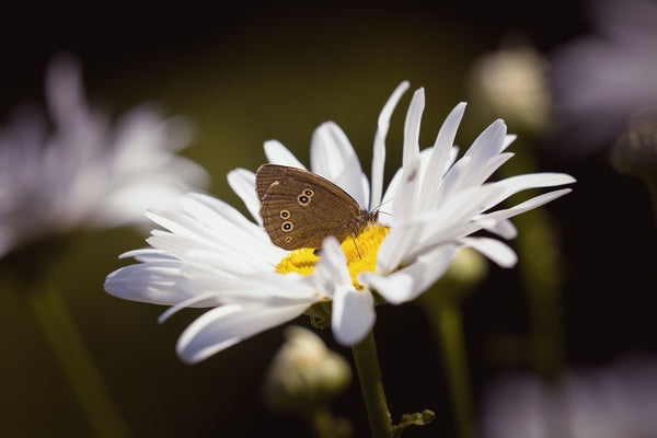 Seedballs - Butterfly Mix Tin - Contains 20 Seed Balls - Best Scattered in Spring or Autumn