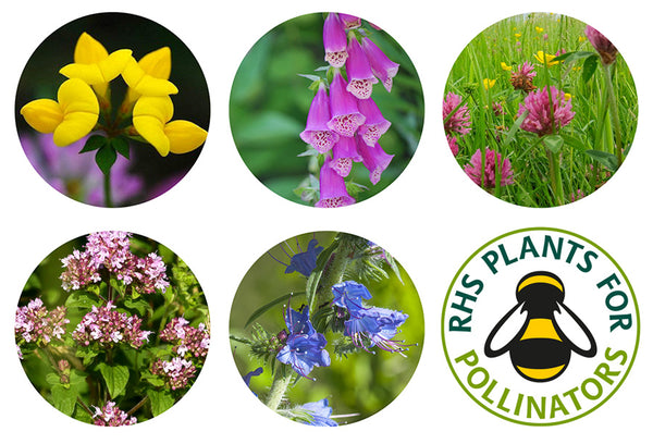 Seedballs - Bee Mix Tin - Contains 20 Seed Balls - Best Scattered in Spring or Autumn
