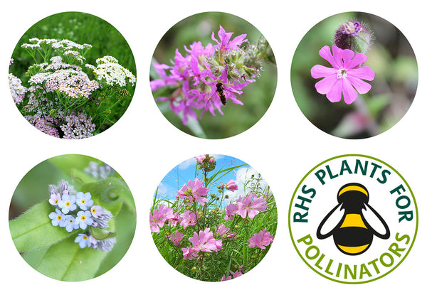 Seedballs - Butterfly Mix Tin - Contains 20 Seed Balls - Best Scattered in Spring or Autumn